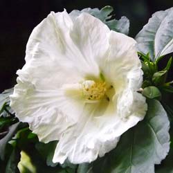 Hibiscus White